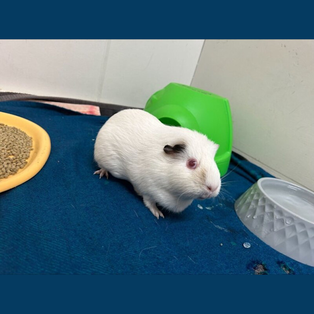Photo of Minty