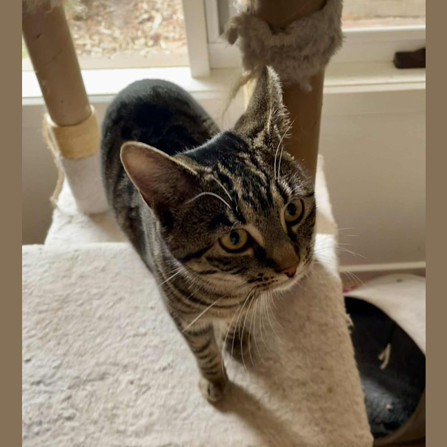 Photo of Cleo ** 2nd Chance Cat Rescue**