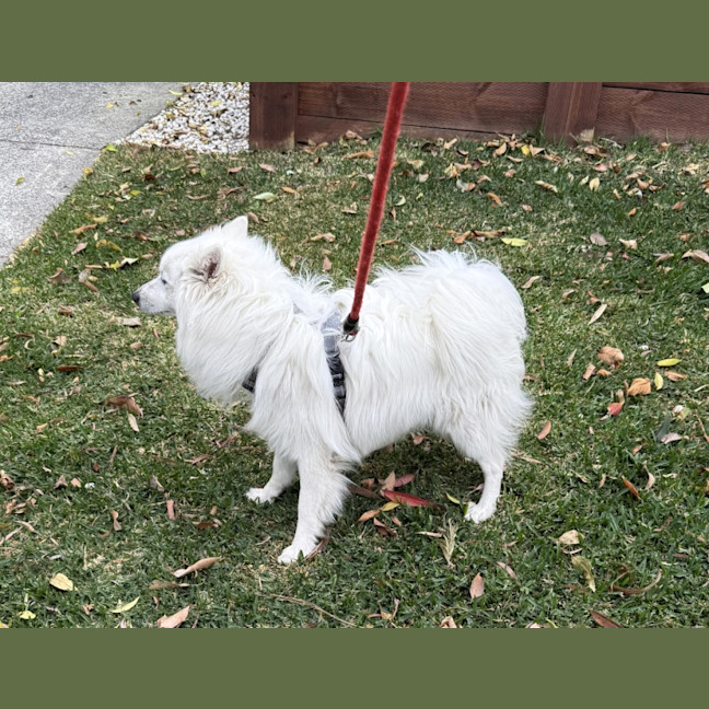 Photo of Max   1 Year Old Japanese Spitz