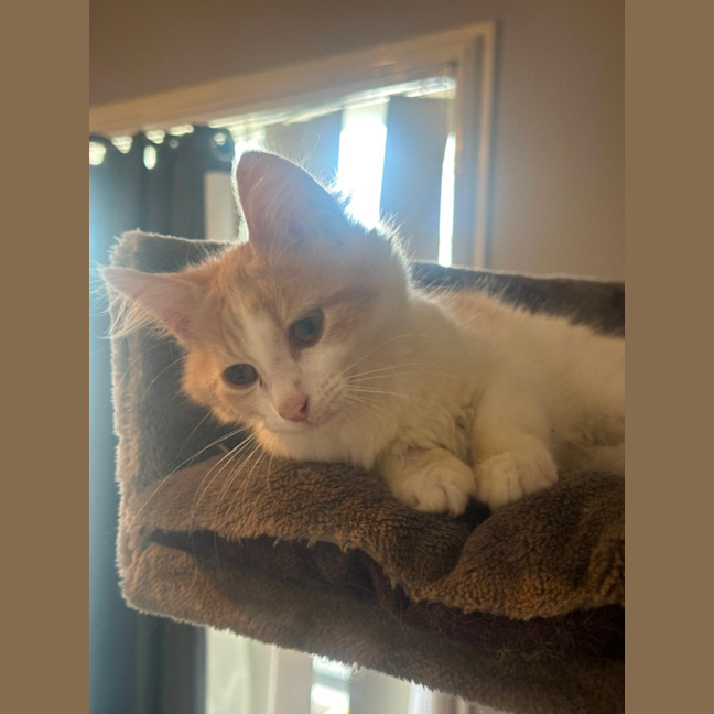 Photo of Cooper