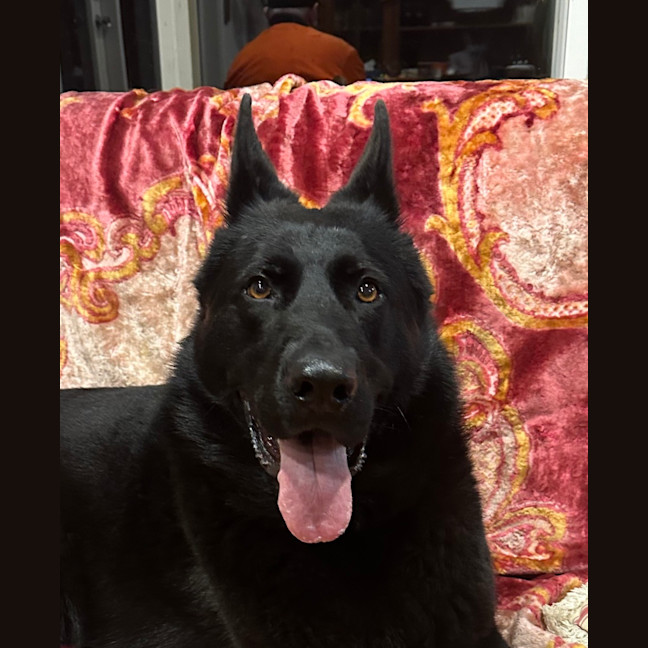 Photo of Raven