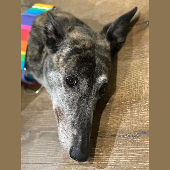 Photo of Lila, The Greyhound