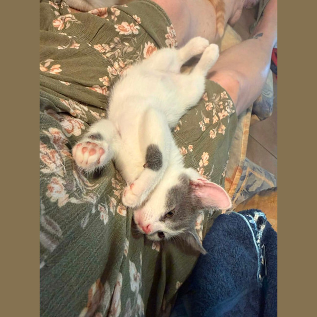 Photo of Misty