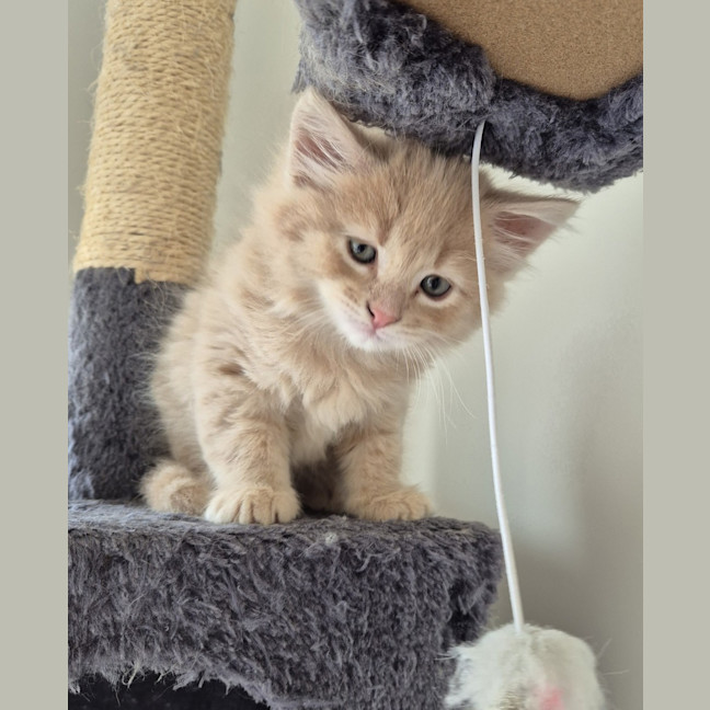 Photo of Gingie Bread