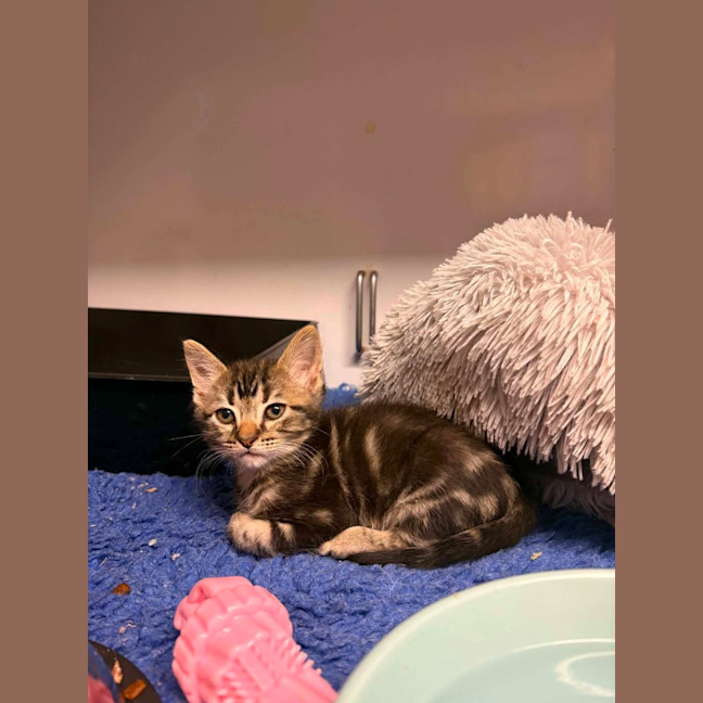 Photo of Zorro