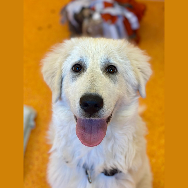 Photo of Bear