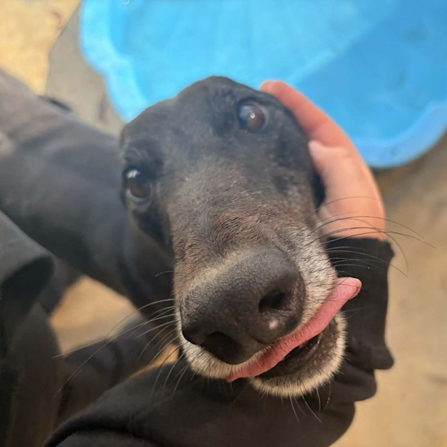 Photo of Mushu The Greyhound