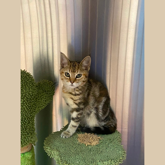 Photo of Savannah 