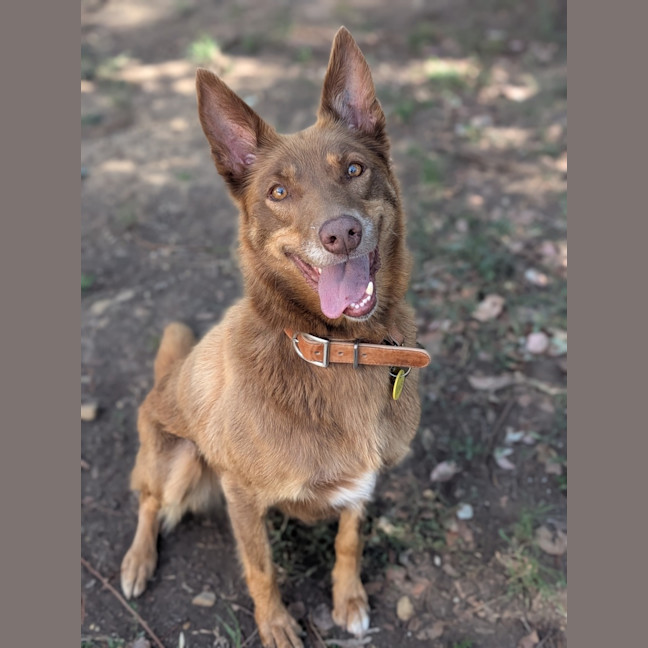 Photo of Fudge