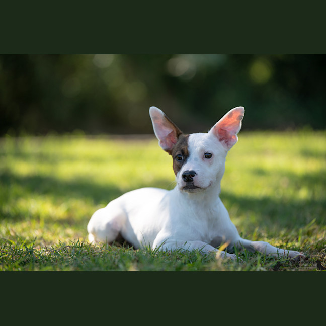 Photo of Dakota