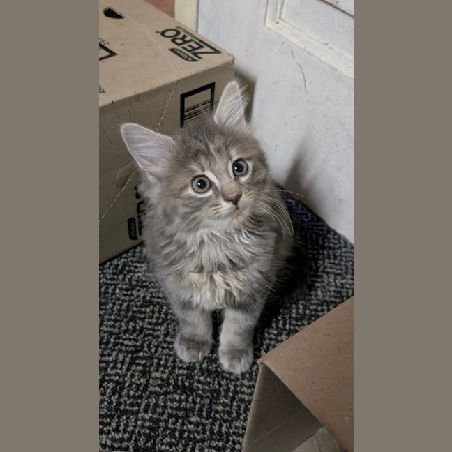 Photo of Lilly Pilly