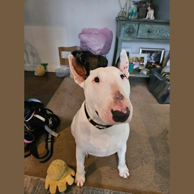 Photo of Dozer