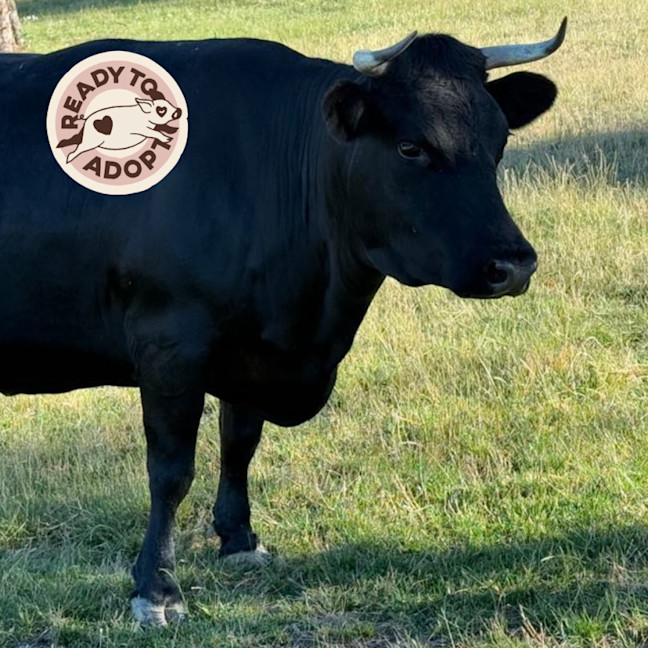 Photo of Blossom, Betsy & Toby