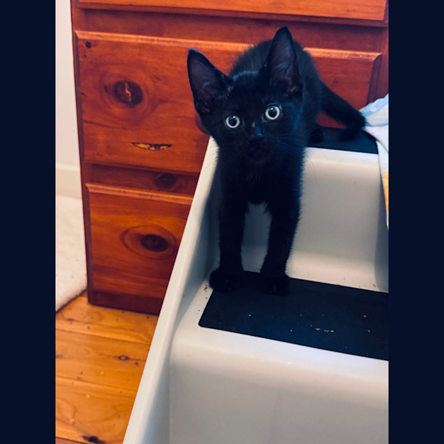 Photo of Meowser   7 Week Old Domestic Short Hair