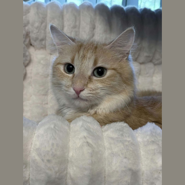 Photo of Kaiya *9 Lives Project Rescue*