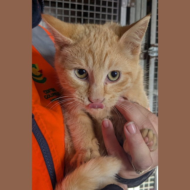 Photo of Pimpernel Pugh