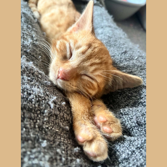 Photo of Tom   Meet Me 10/10 Info In Bio