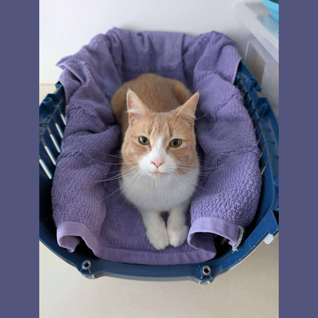 Photo of Mango   Located In Brunswick