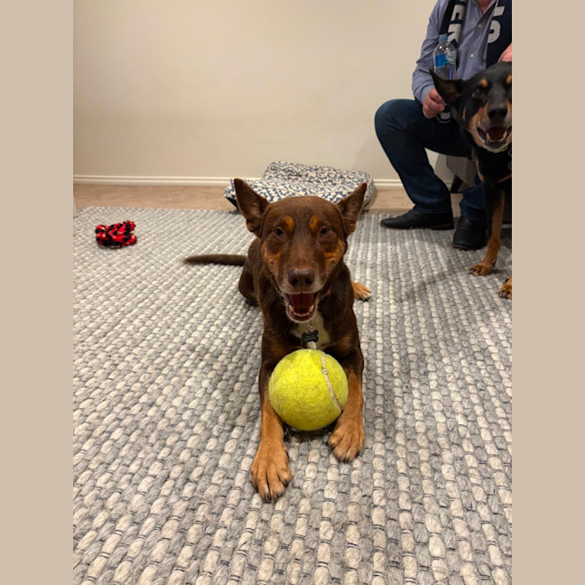 Photo of Rocky