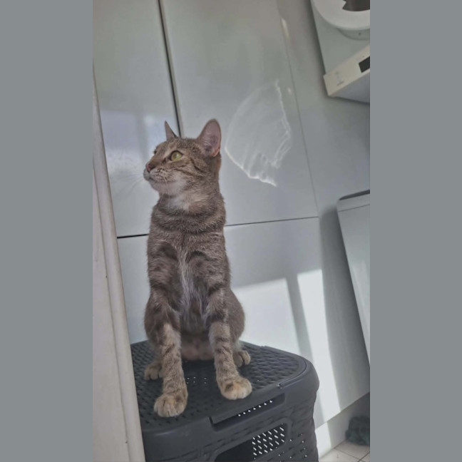 Photo of Tilly   2 Year Old Domestic Short Hair