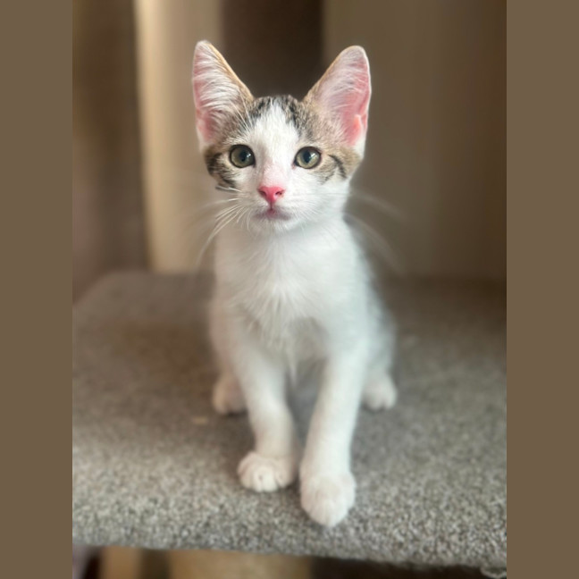 Photo of Banshee