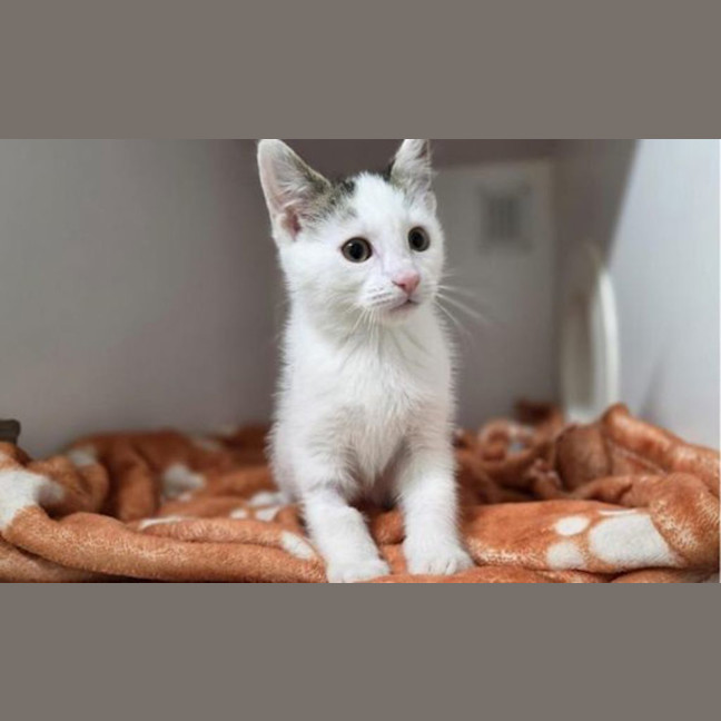 Photo of Gnocchi