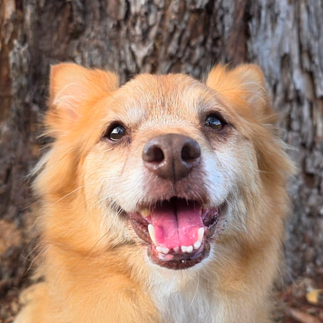 Photo of Louie   9 Year Old Pomeranian X