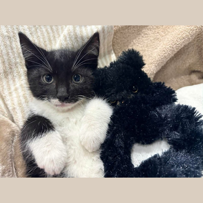 Photo of Pirate