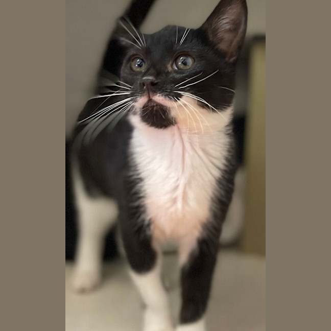 Photo of Katsu