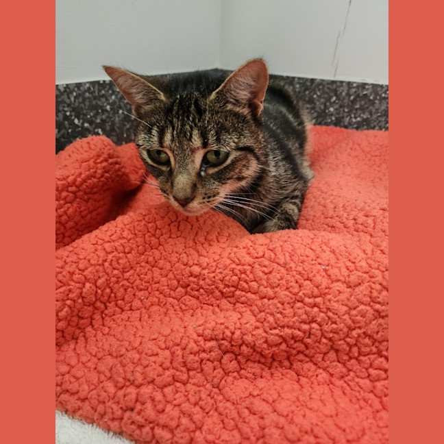 Photo of Crunchie