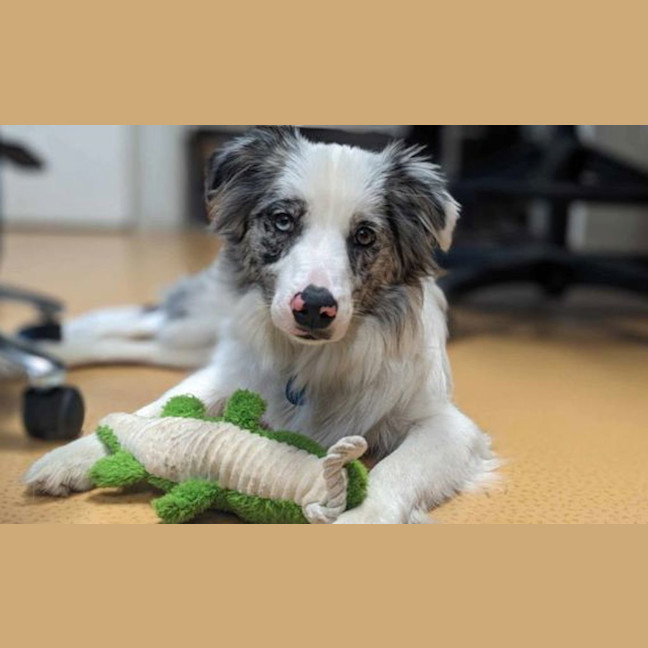 Photo of Nellie 