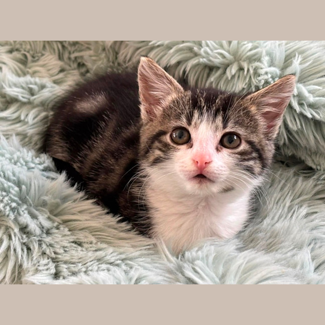 Photo of Pixie