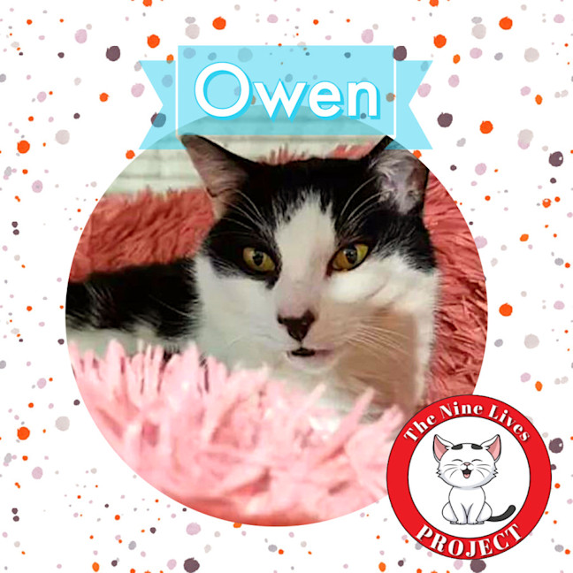 Photo of Owen *9 Lives Project Rescue*