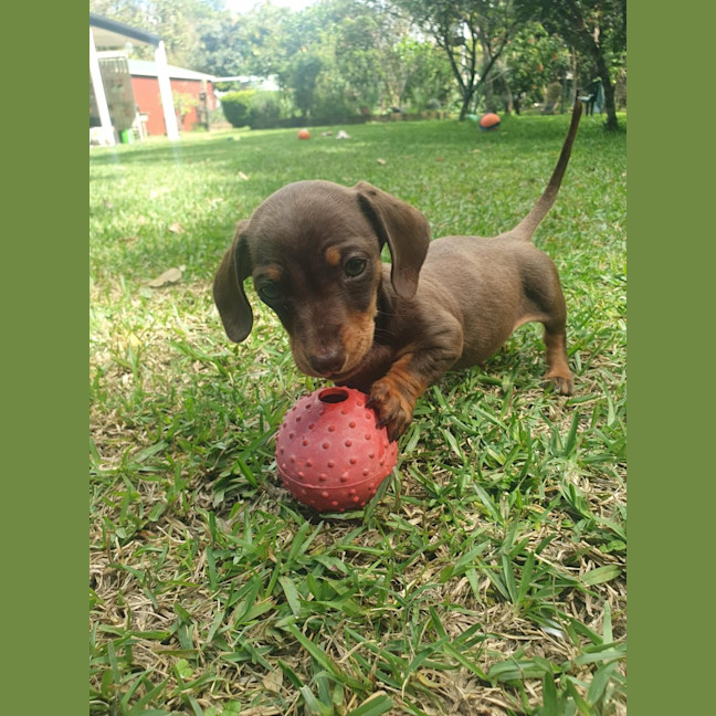 Photo of Tater Tot (Winston)
