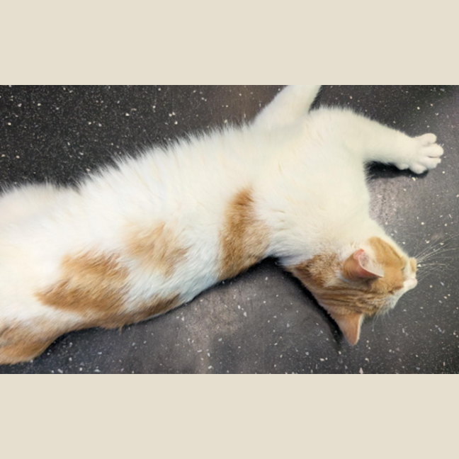 Photo of Manilla Mango