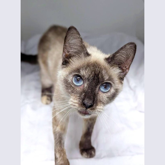 Photo of Chai