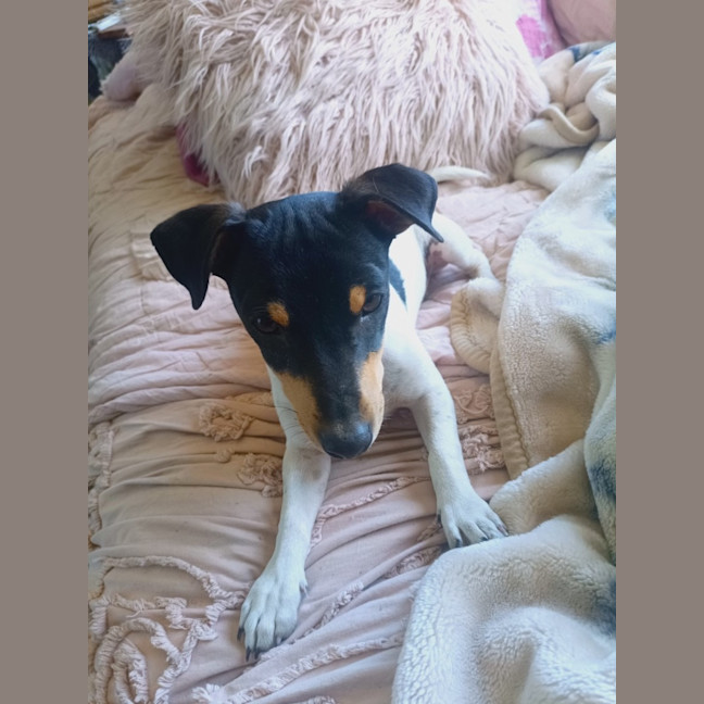 Photo of Hurkle Durkle