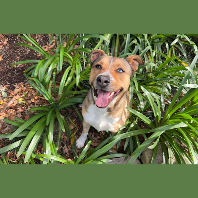 Photo of Chip
