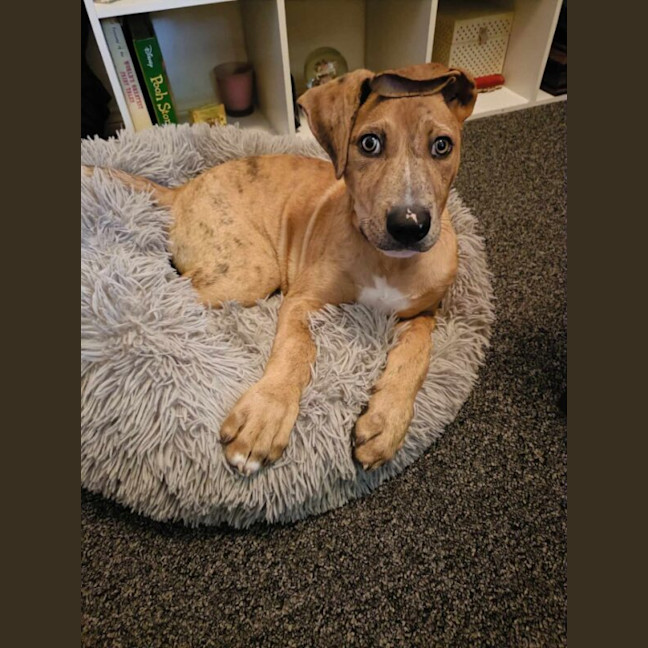 Photo of Tiger
