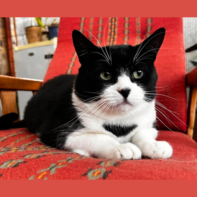 Photo of Bruce* 9 Lives Project Rescue*