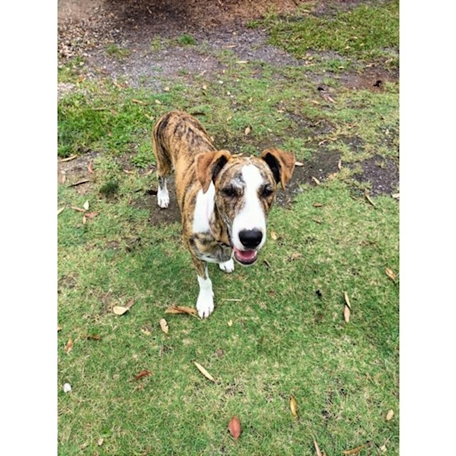 Photo of Dandie *$350 Adoption Fee*