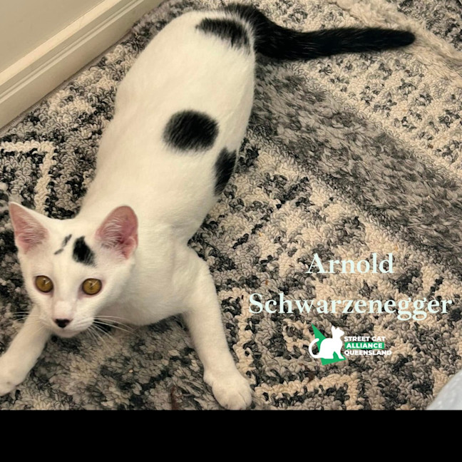 Photo of Arnold Schwarzenegger