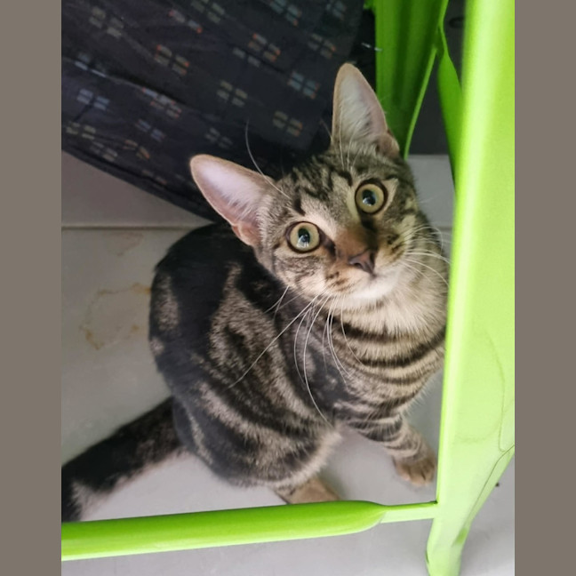 Photo of Gypsy