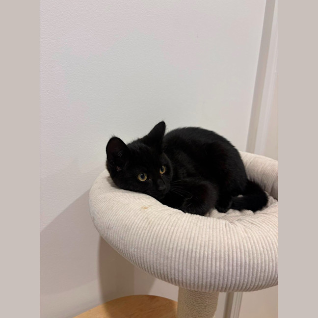 Photo of Vesper