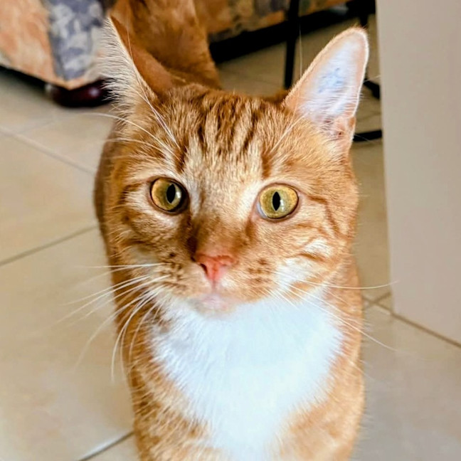 Photo of Link