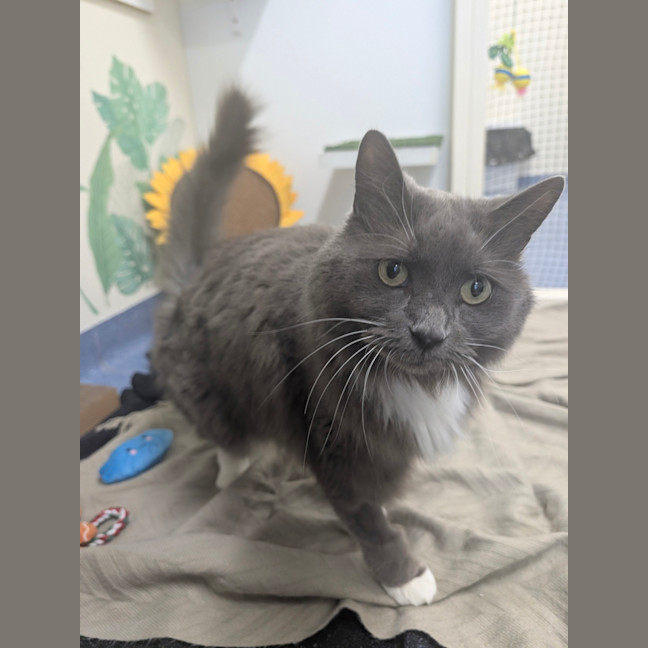 Photo of Lord Biscuit I I I