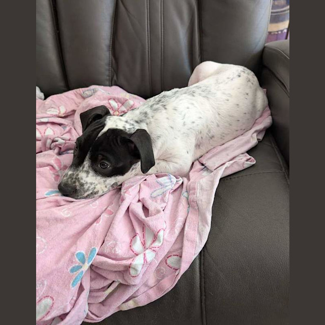 Photo of Patch