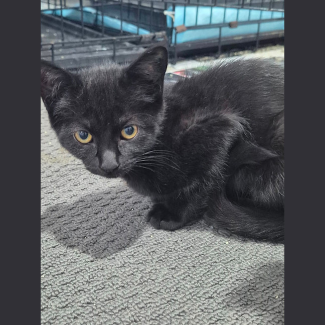 Photo of Whiskerella