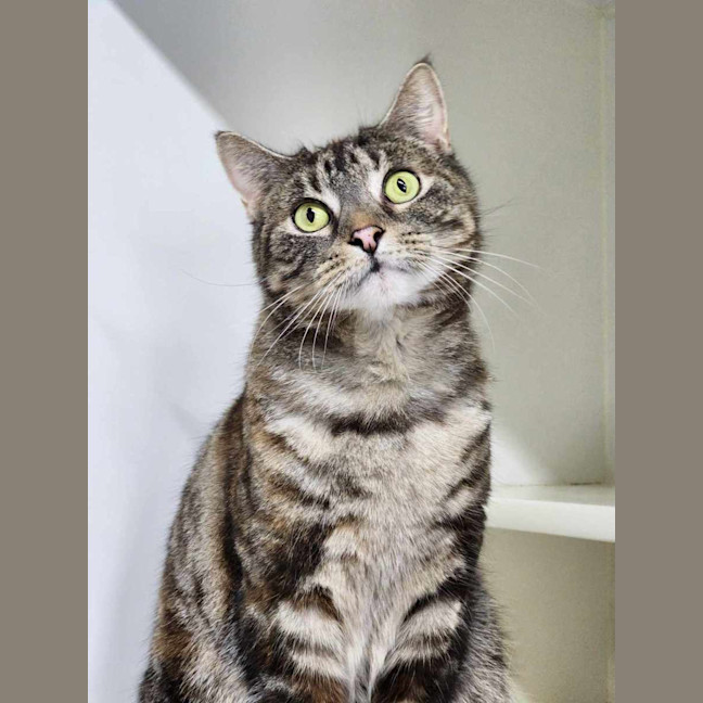 Photo of 🍧 Queenie 5290 🍧