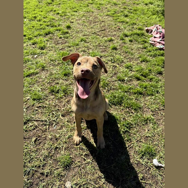 Photo of Maple